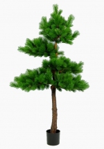 Pinustree 215cm